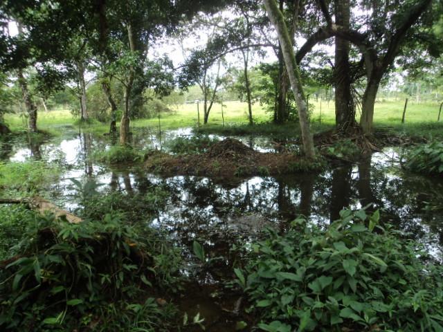 Posada Rural Oasis Caño Negro Kültér fotó