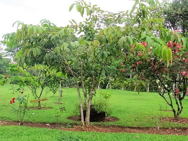 Posada Rural Oasis Caño Negro Kültér fotó