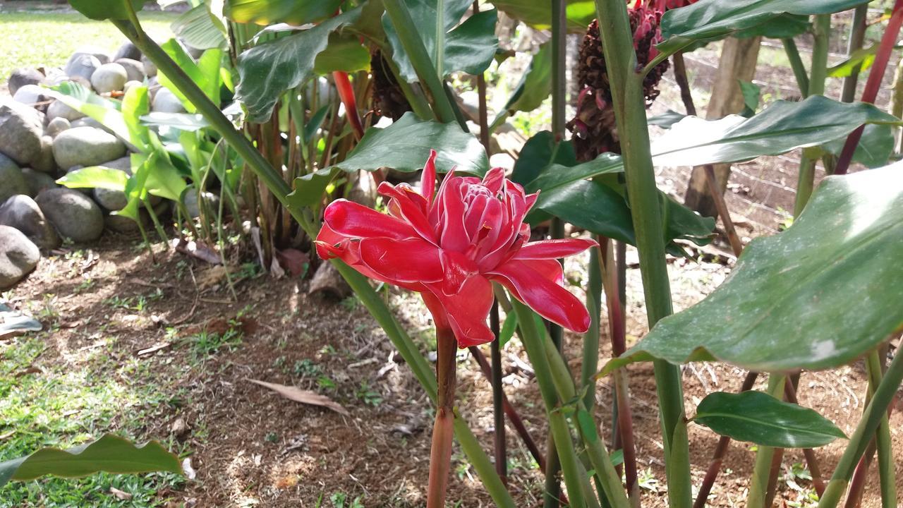 Posada Rural Oasis Caño Negro Kültér fotó